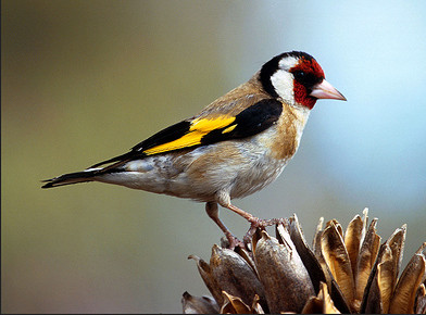 jilguero canario0
