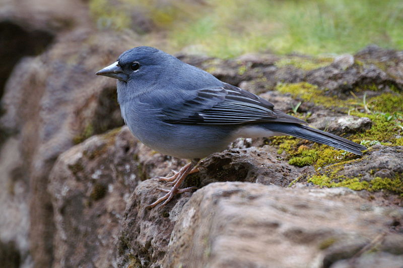 pinzon azul0