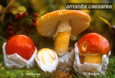 amanita caesarea0 amanita caesarea0