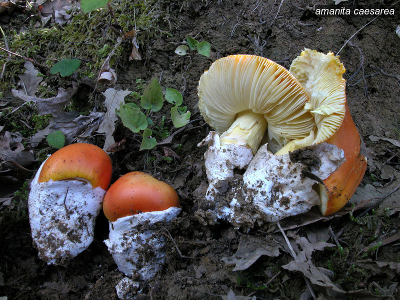 amanita caesarea1 amanita caesarea1
