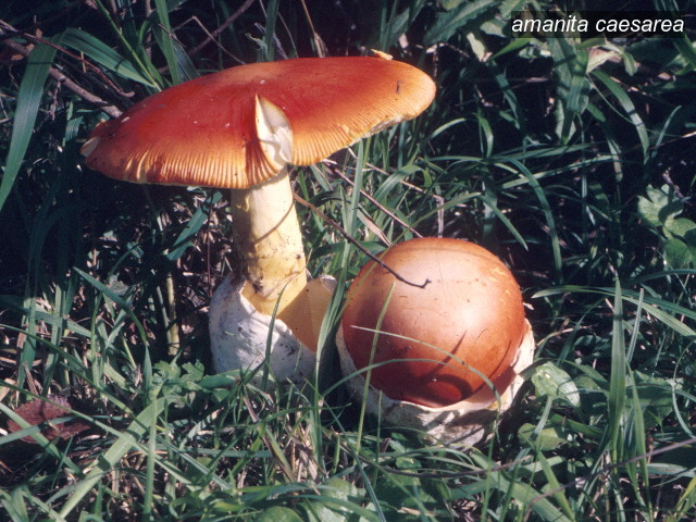 amanita caesarea2 amanita caesarea2