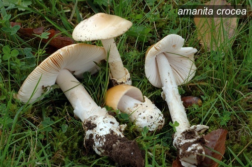 amanita crocea0 amanita crocea0