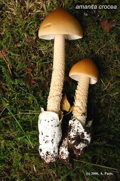 amanita crocea1 amanita crocea1