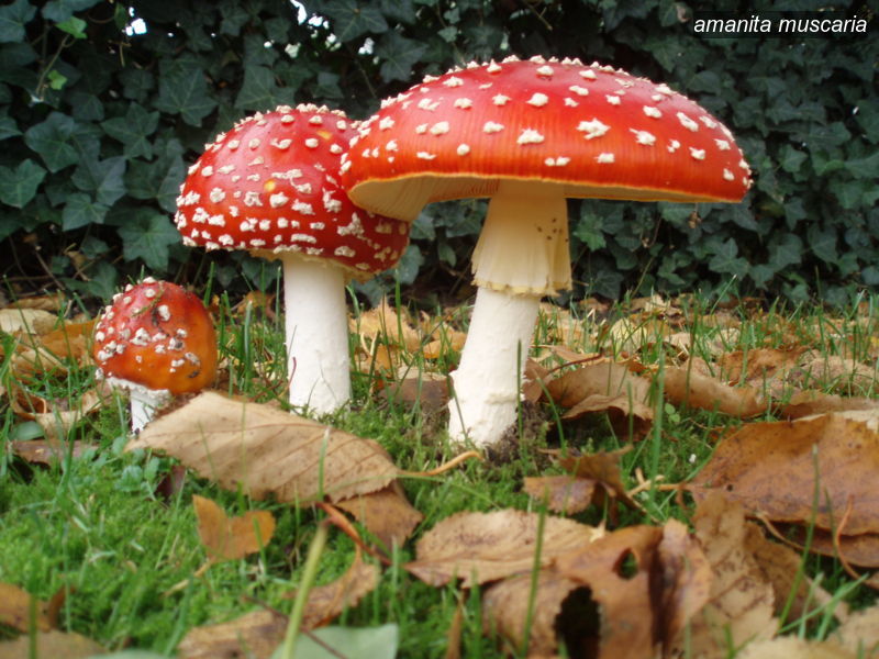 amanita muscaria0 amanita muscaria0
