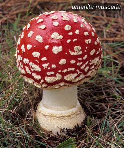amanita muscaria1 amanita muscaria1