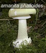 amanita phalloides0 amanita phalloides0