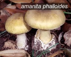 amanita phalloides1 amanita phalloides1