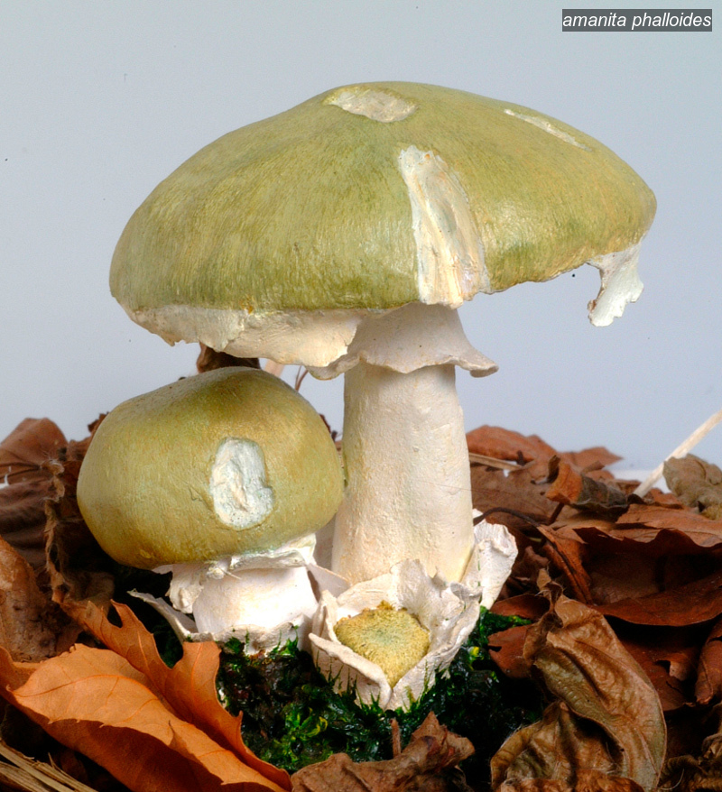 amanita phalloides2 amanita phalloides2