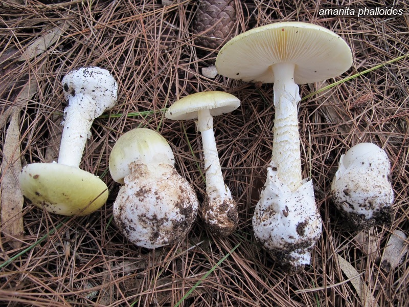 amanita phalloides3 amanita phalloides3