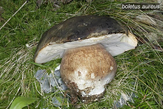 boletus aureus0