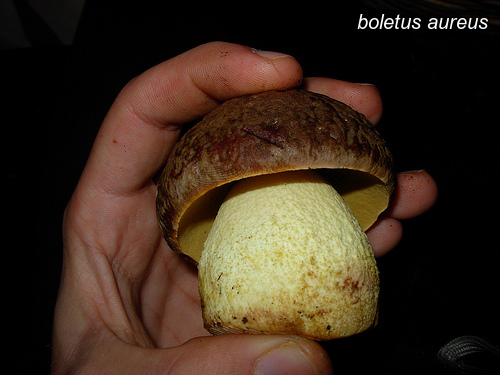 boletus aureus2