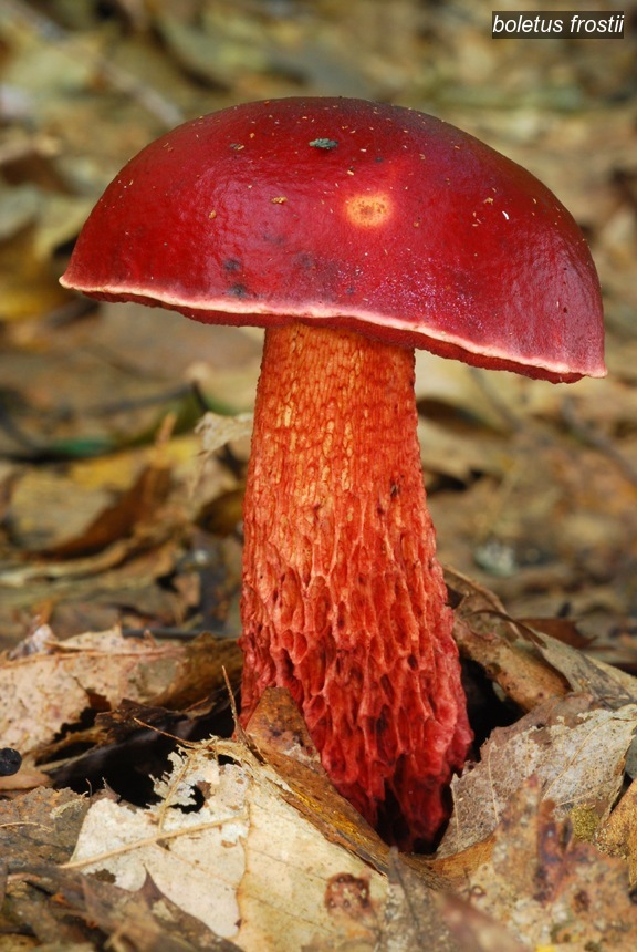 boletus frostii0