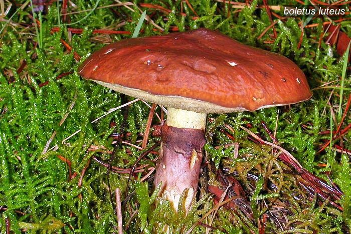 boletus luteus0