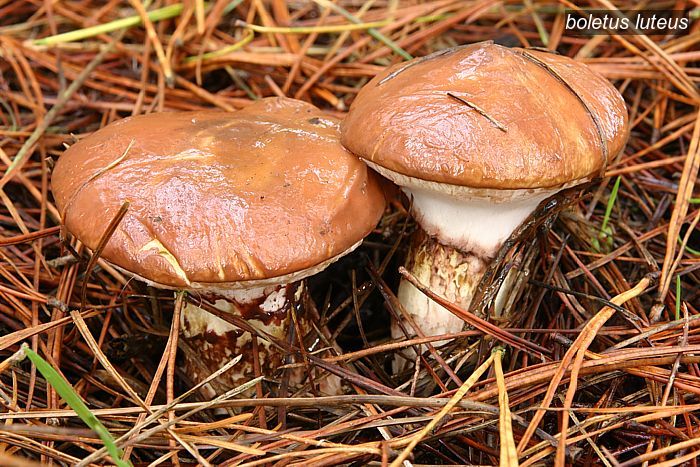 boletus luteus1