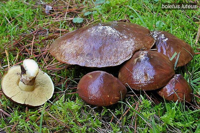 boletus luteus2