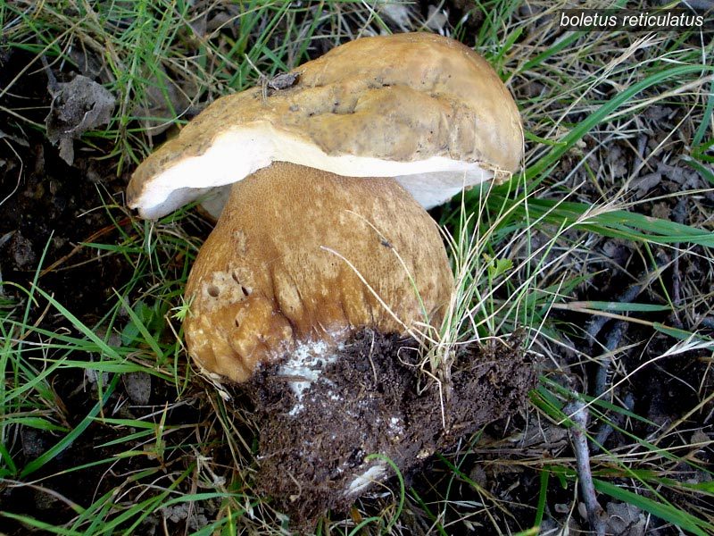 boletus reticulatus0 boletus reticulatus0