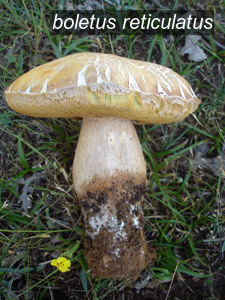 boletus reticulatus1 boletus reticulatus1