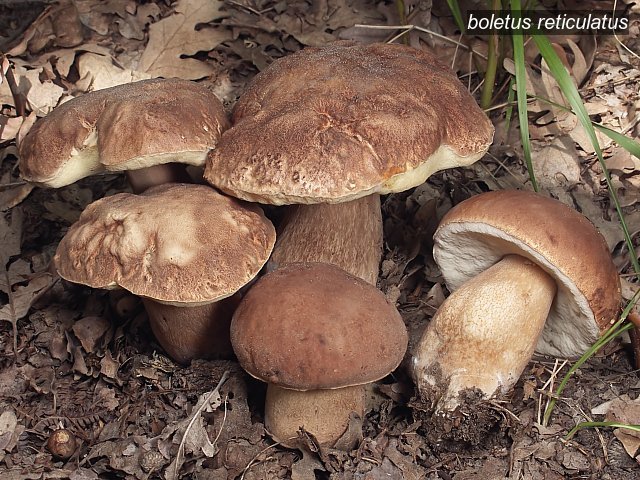 boletus reticulatus2 boletus reticulatus2
