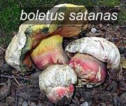 boletus satanas0 boletus satanas0