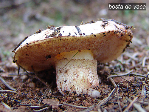 bosta de vaca1