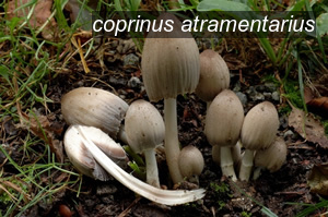 coprinus atramentarius0