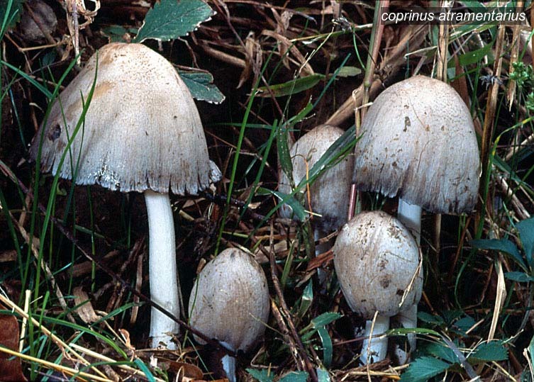 coprinus atramentarius1