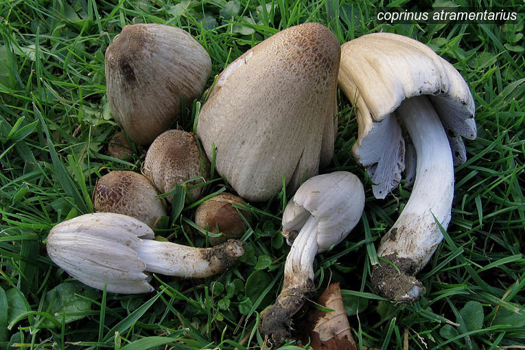 coprinus atramentarius2