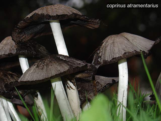 coprinus atramentarius3