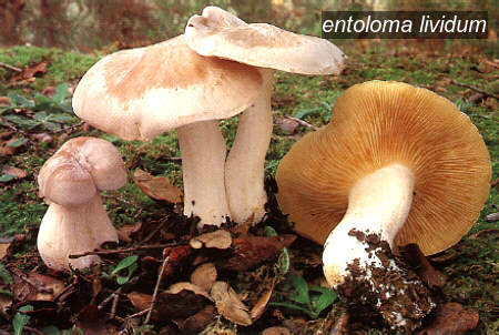 entoloma lividum0 entoloma lividum0