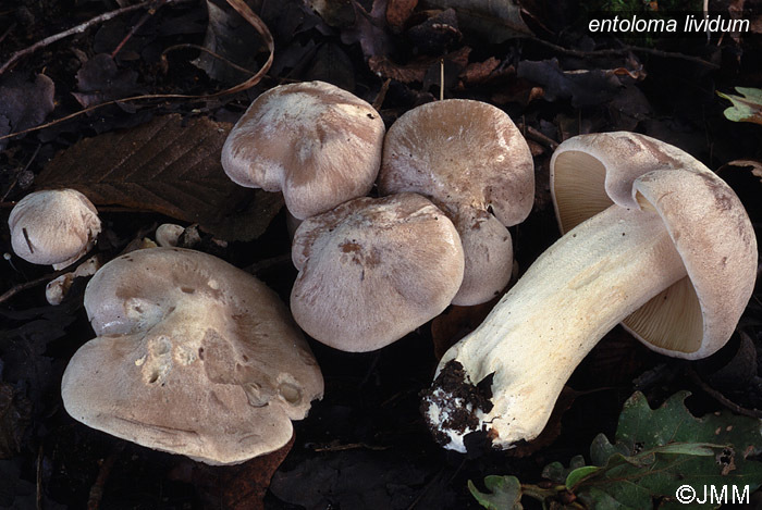 entoloma lividum1 entoloma lividum1