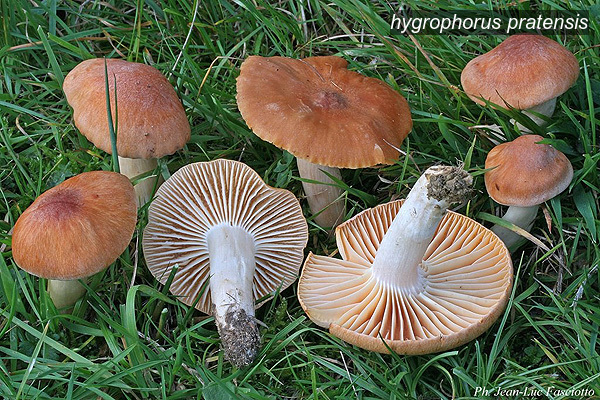hygrophorus pratensis0 hygrophorus pratensis0