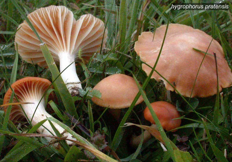 hygrophorus pratensis1 hygrophorus pratensis1