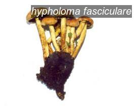 hypholoma fasciculare0