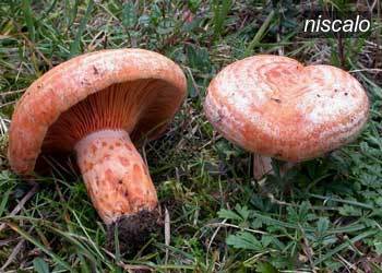 niscalo1 niscalo1