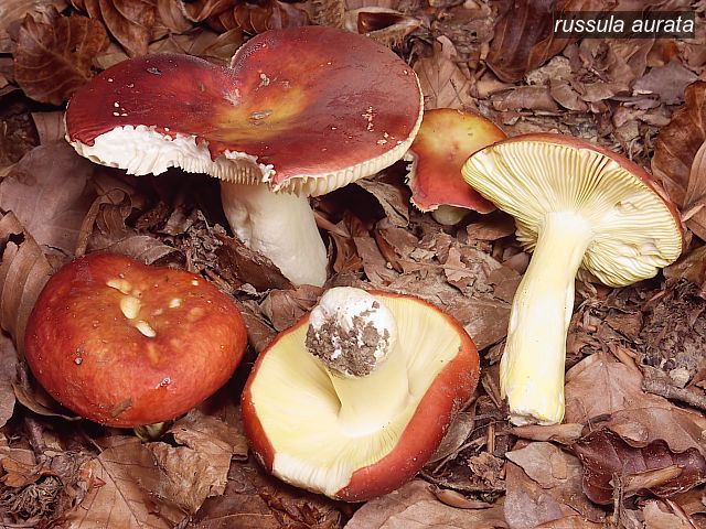 russula aurata0