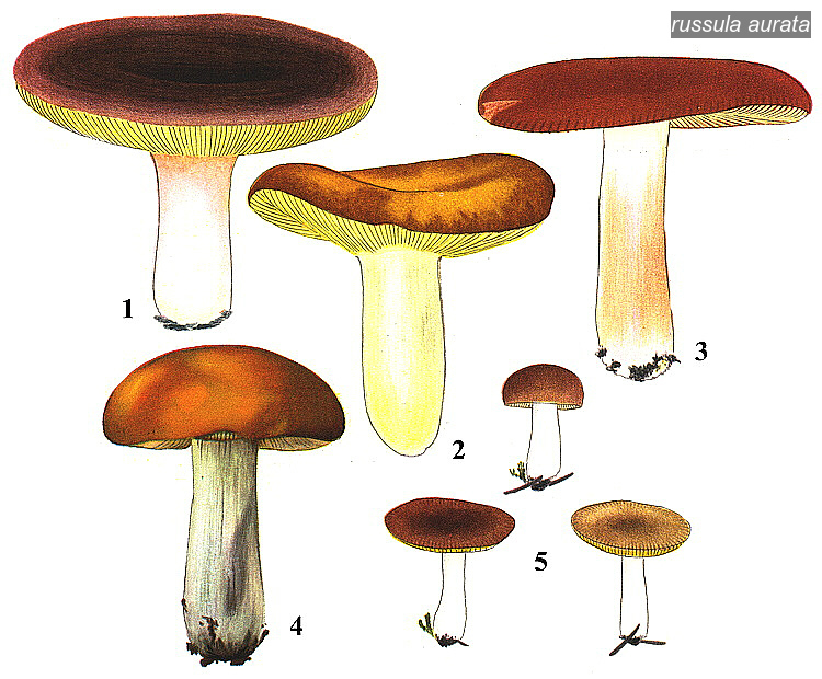 russula aurata1