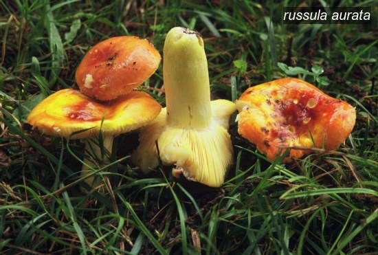 russula aurata2