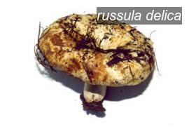 russula delica0 russula delica0
