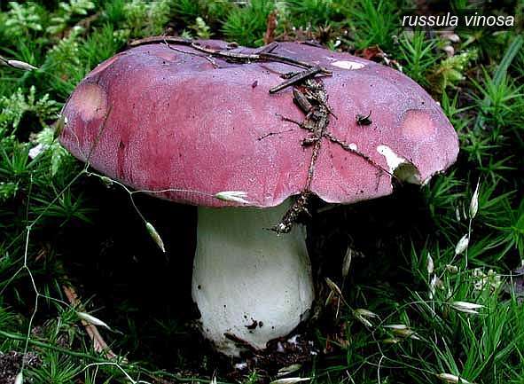 russula vinosa0