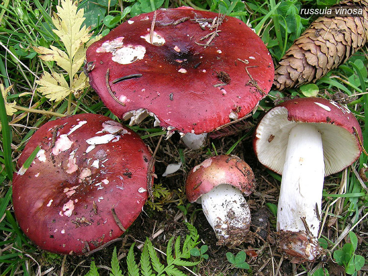 russula vinosa1