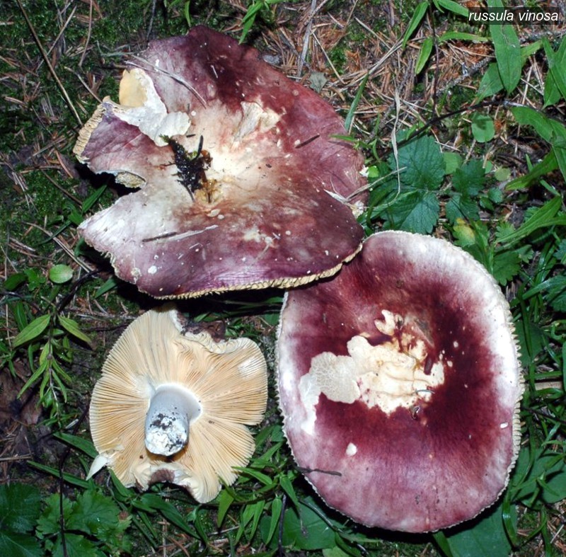 russula vinosa2