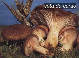seta de cardo0 seta de cardo0
