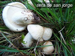 seta de san jorge1 seta de san jorge1