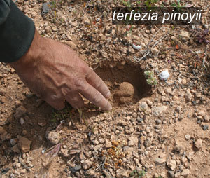 terfezia pinoyii0 terfezia pinoyii0