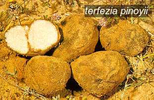 terfezia pinoyii1 terfezia pinoyii1