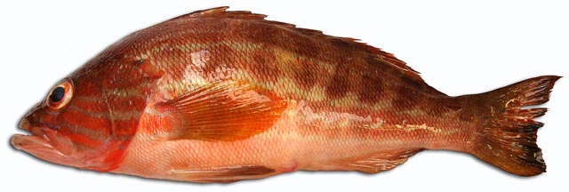 cabrilla
