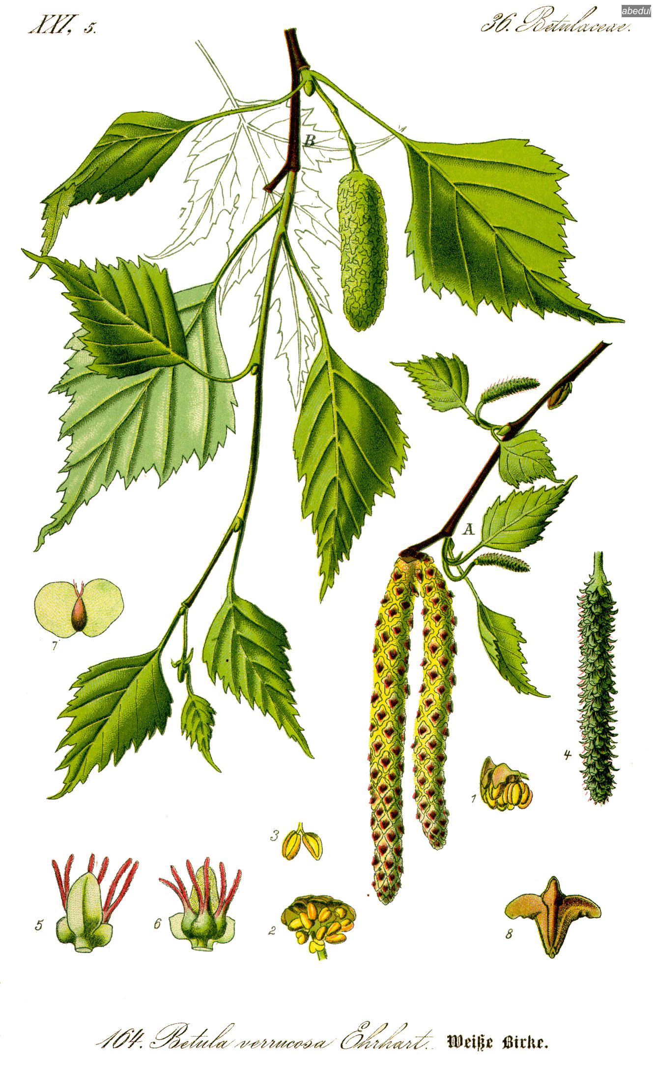 abedul4 Betula pendula