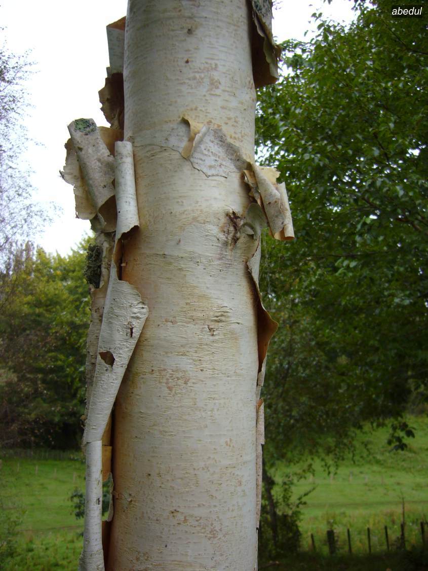 abedul6