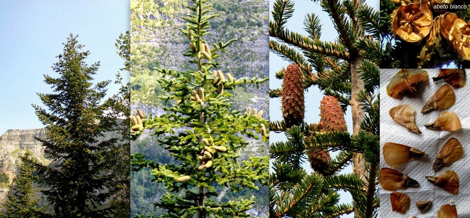 Abeto blanco Abies Alba