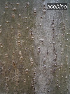 acebino3